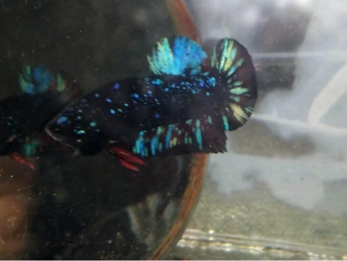 Cá betta black blue kim tuyến rực rỡ với các đốm lấp lánh