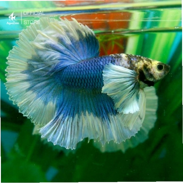 Cá Betta Dumbo với đặc trưng là đôi vây ngực lớn