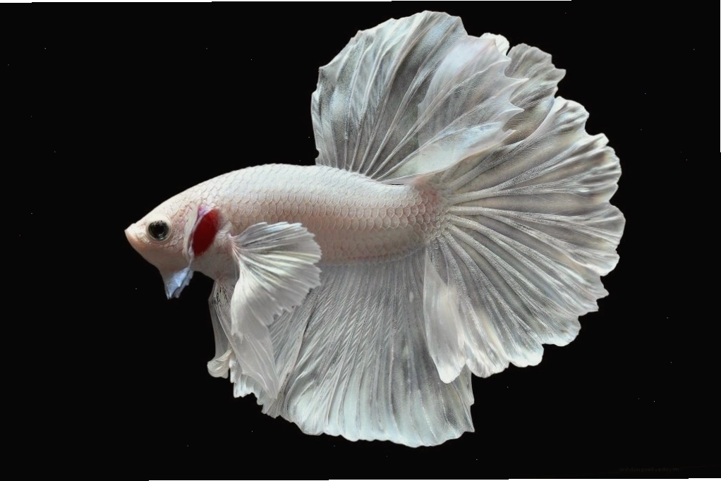 Cá Betta Dumbo White với màu trắng tinh khôi