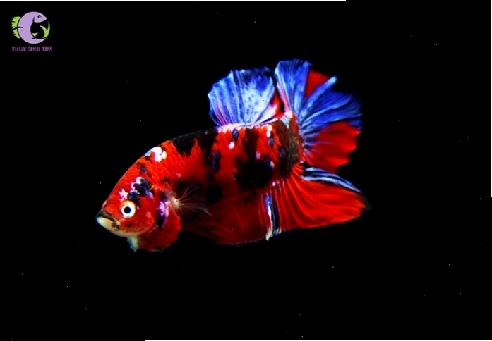 Cá Betta Galaxy