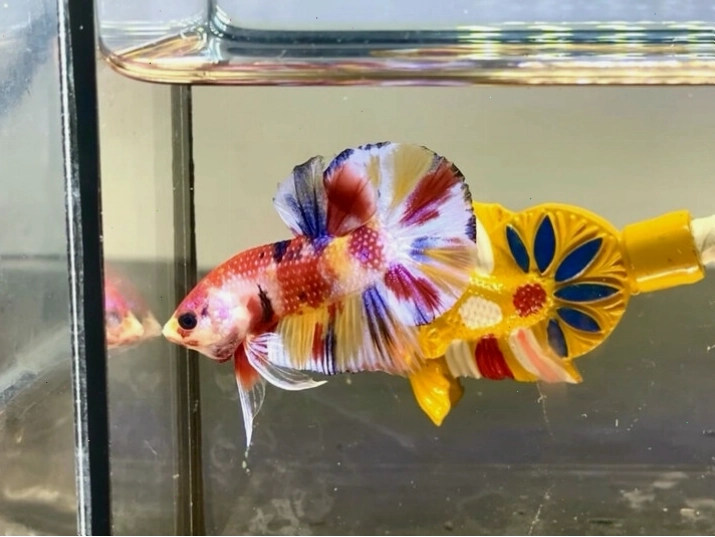 Cá betta giant Multi metallic với hiệu ứng ánh kim đẹp mắt