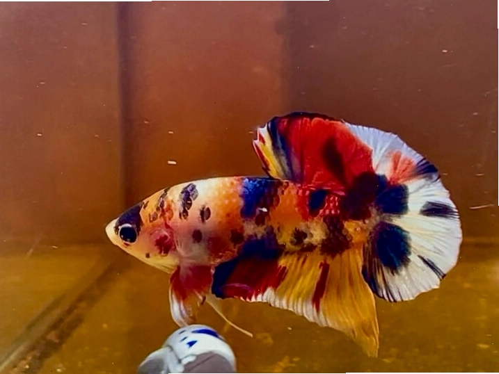 Cá betta giant Multi metallic với lớp vảy óng ánh