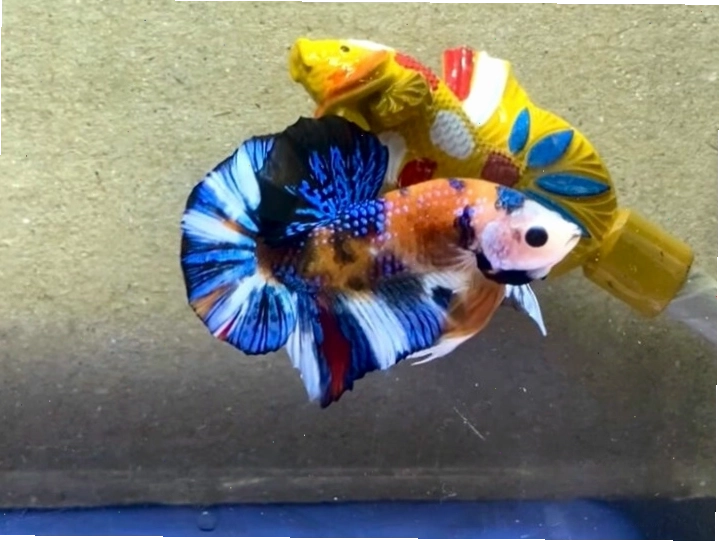 Cá betta giant Nemo metallic với sự kết hợp giữa màu sắc và ánh kim