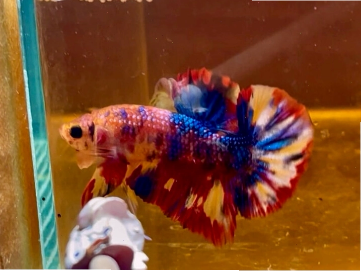 Cá betta giant Nemo Multicolor với sự pha trộn màu sắc độc đáo