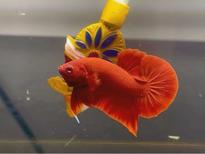 Cá betta giant Super Red với màu đỏ thẫm quyến rũ