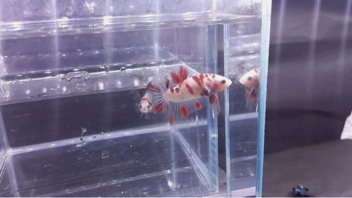 Cá betta giant với bộ vây đỏ rực rỡ và kích thước ấn tượng