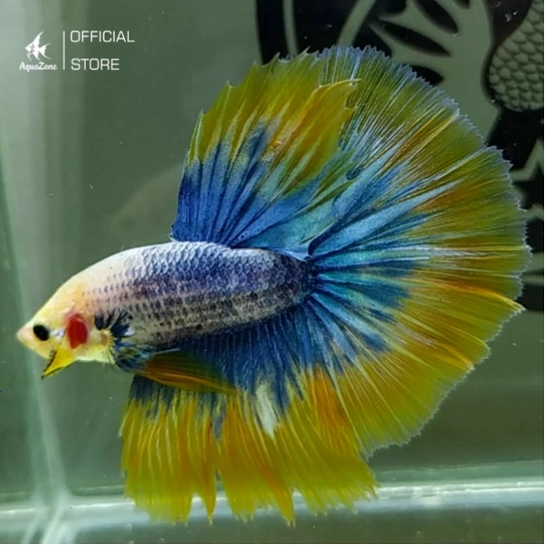 Cá Betta Halfmoon với bộ vây xòe hình bán nguyệt quyến rũ