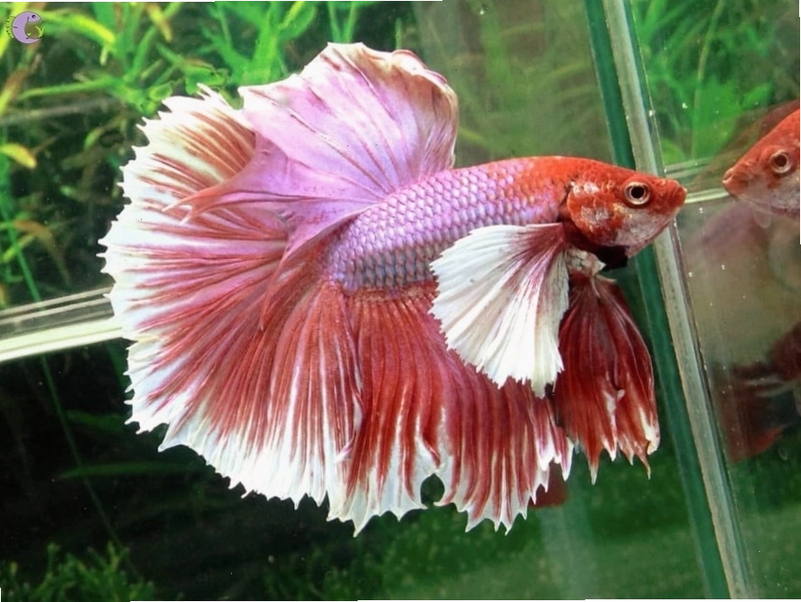 Cá Betta Halfmoon với vây đuôi hình bán nguyệt ấn tượng