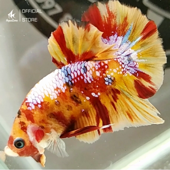 Cá Betta Nemo Galaxy với hoa văn phức tạp và lấp lánh