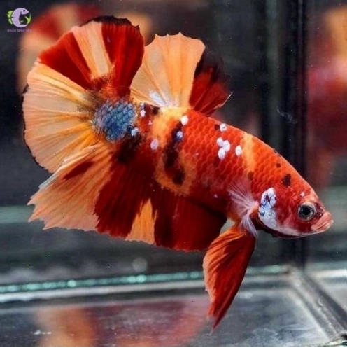 Cá Betta Nemo với màu sắc rực rỡ và vây đuôi ấn tượng