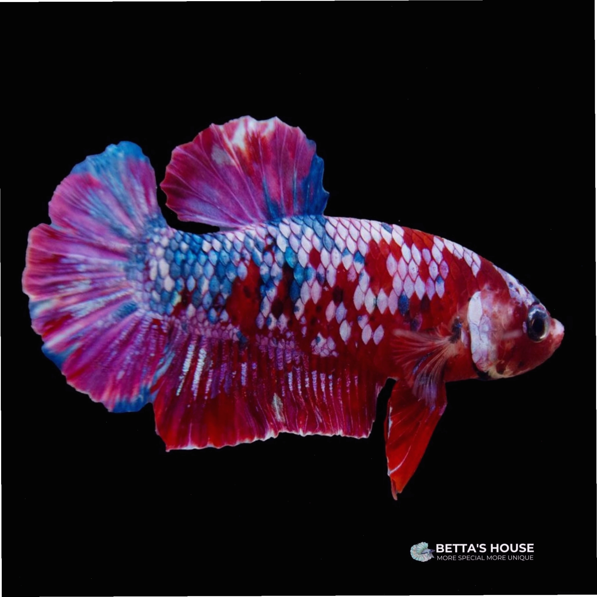 Cá Betta Red Koi Galaxy với sự kết hợp màu sắc độc đáo
