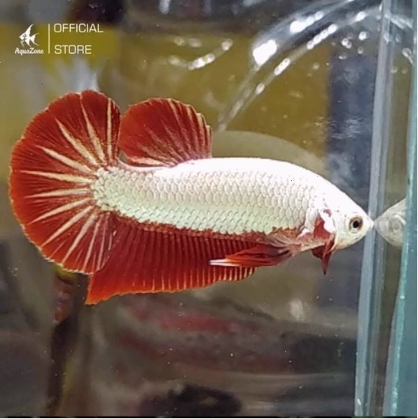 Cá Betta Rồng Đỏ với lớp vảy sáng và vây đỏ rực