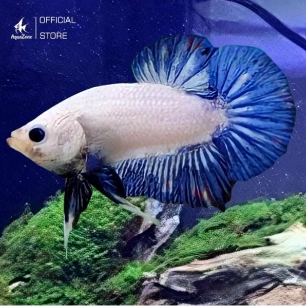 Cá Betta Rồng Xanh với lớp vảy ánh kim xanh biếc
