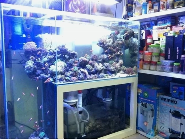 Cá Cảnh Hưng Nguyễn tại Thủ Đức