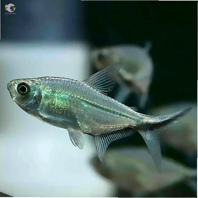 Cá cắt kéo đang bơi lội trong bể