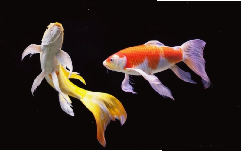 Cá chép Koi với các mảng màu ấn tượng trên thân