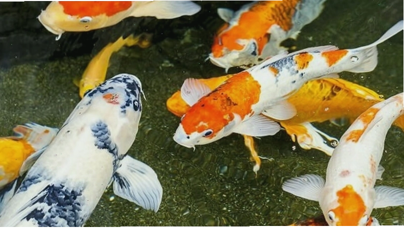 Cá chép Koi với hoa văn độc đáo và màu sắc rực rỡ