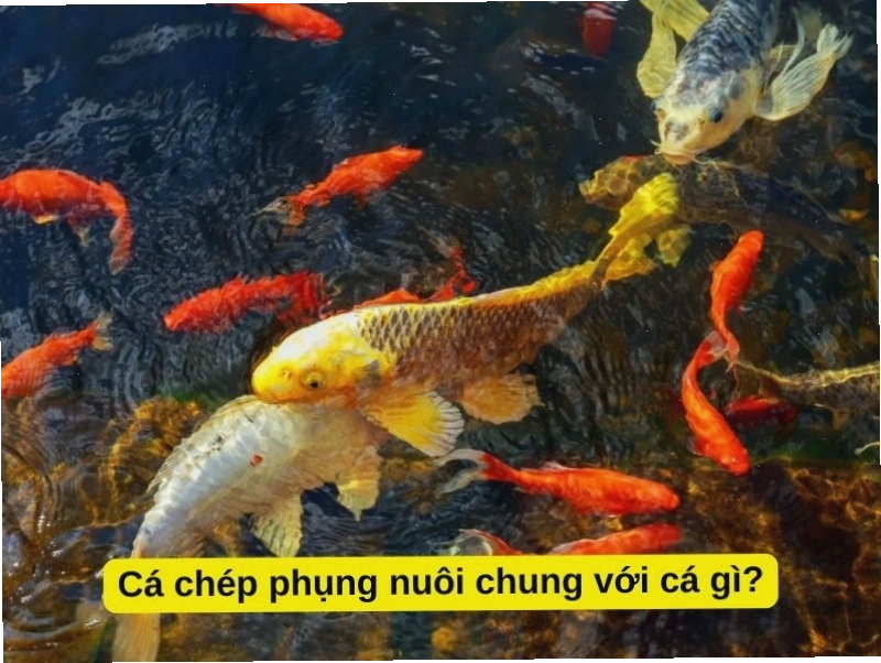 Cá chép phụng nuôi chung với cá gì