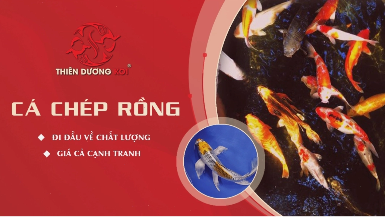 Cá chép rồng với màu sắc rực rỡ
