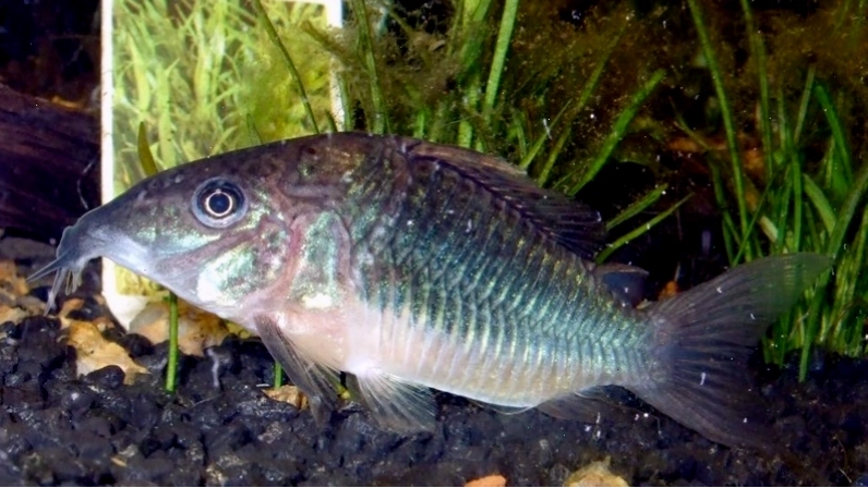 Cá chuột Corydoras spp. sống ở tầng đáy
