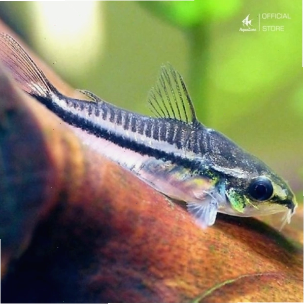 Cá chuột Pygmy nhỏ và cần nuôi theo đàn đủ số