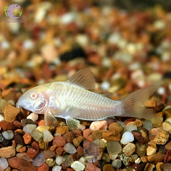 Cá chuột trắng Albino với màu sắc đặc trưng và đôi mắt đỏ