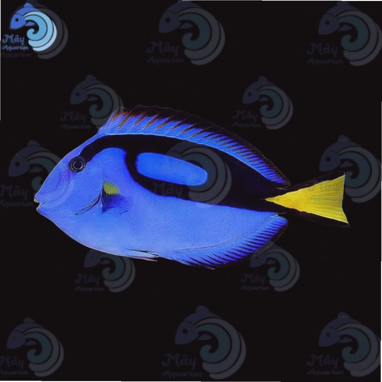 Cá Dory (Blue Tang) với màu xanh lam đặc trưng