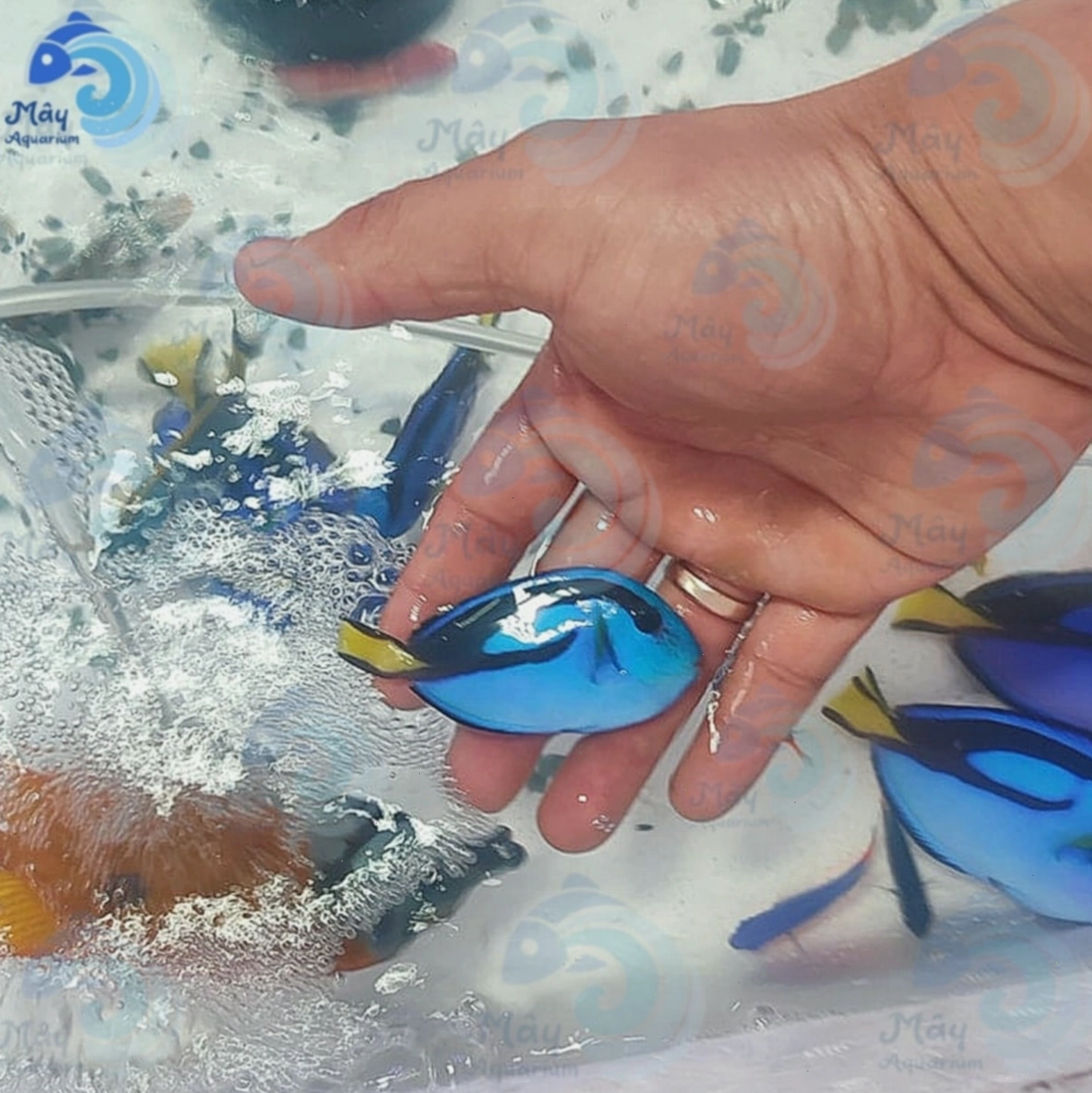 Cá Dory xanh biếc trong bể cá