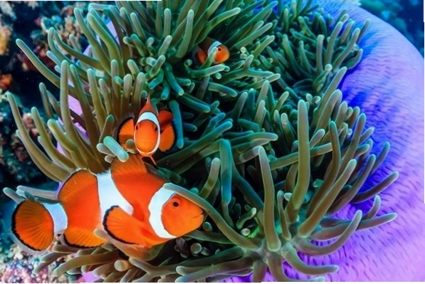 Cá Hề Clownfish Snowflake với hoa văn trắng loang lổ độc đáo