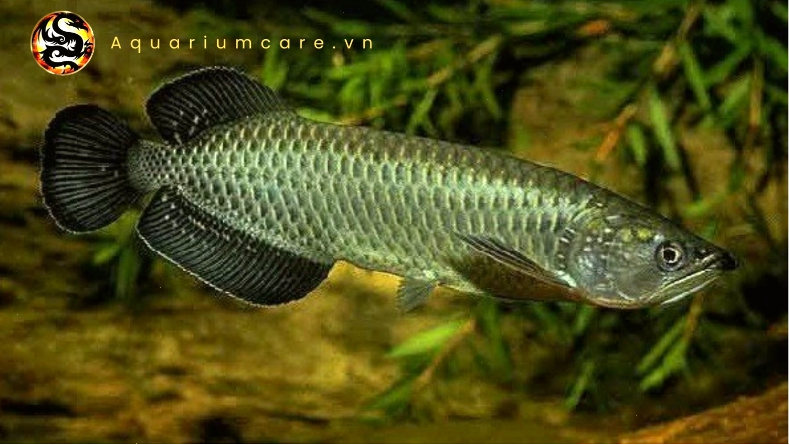Cá Kim Long Úc đang ăn tôm tươi