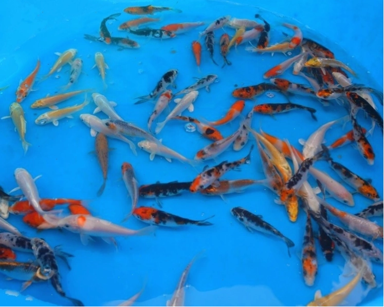 Cá Koi Carp cỡ 3-4 inch (7-10cm)