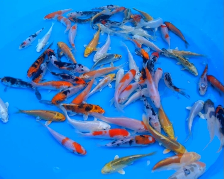 Cá Koi Carp cỡ 4-5 inch (10-12cm)