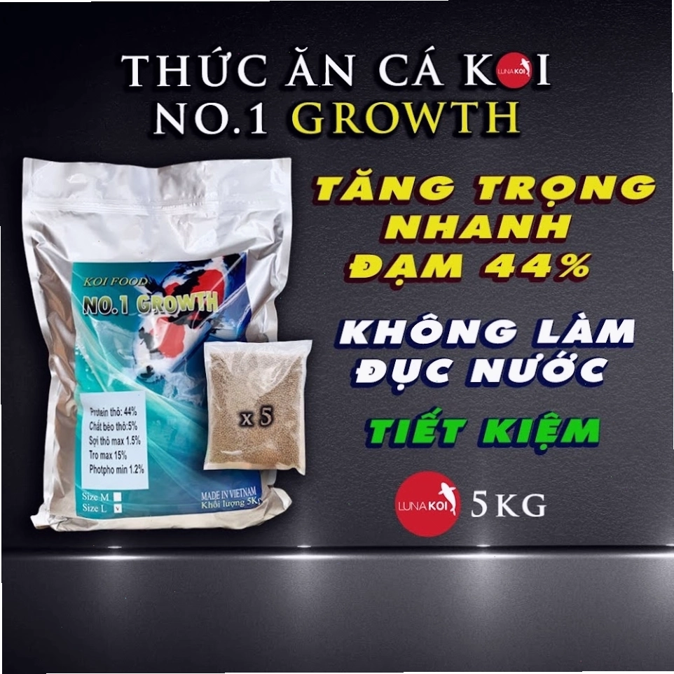 Cá Koi Nhật với màu sắc rực rỡ và hoa văn sắc nét