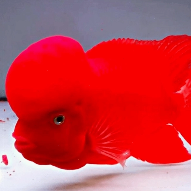 Cá la hán bột đang bơi trong bể kính sạch