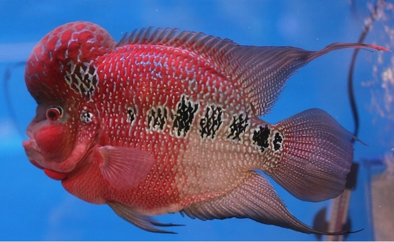 Cá La Hán Flowerhorn Thái với màu đỏ rực
