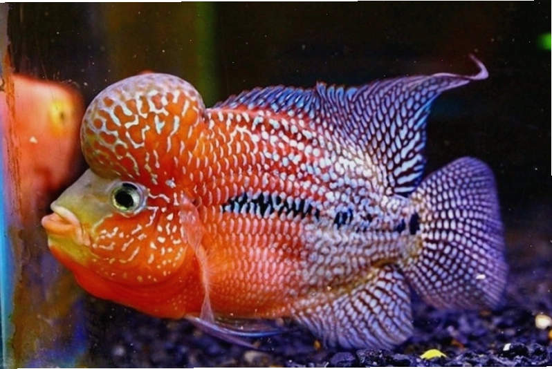 Cá La Hán Huyết Long với màu đỏ như máu