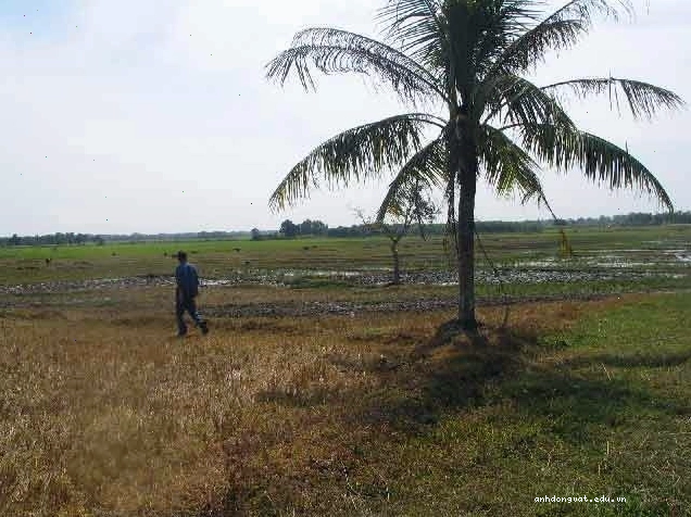 Cá lia thia với vết lở loét trên cơ thể