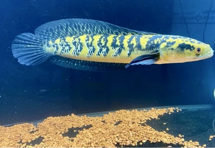 Cá lóc Yellow Sentarum với màu sắc rực rỡ và thân hình cân đối