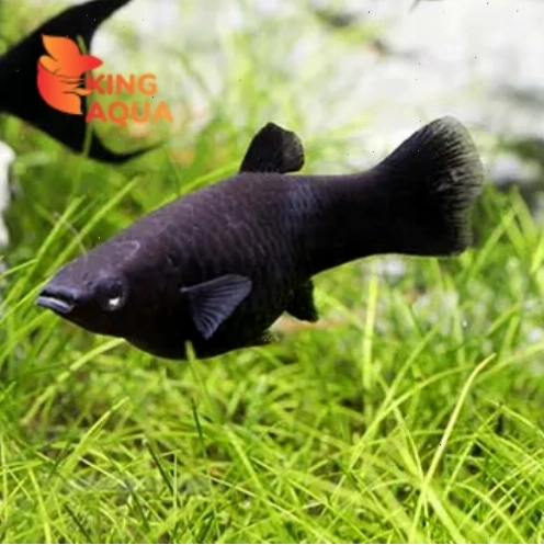 Cá Molly đen to khỏe mạnh