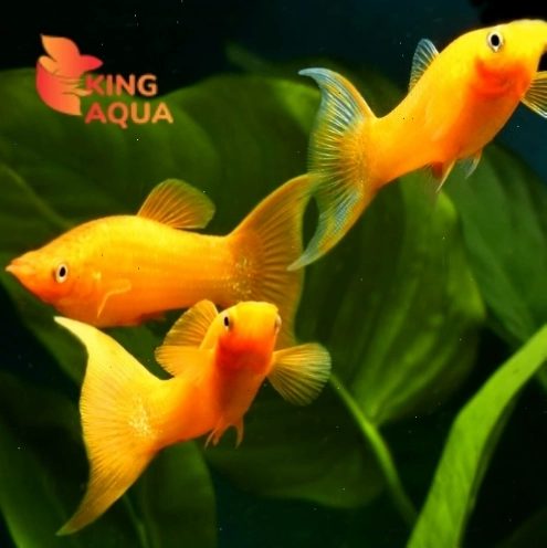 Cá Molly vàng to với màu sắc tươi sáng