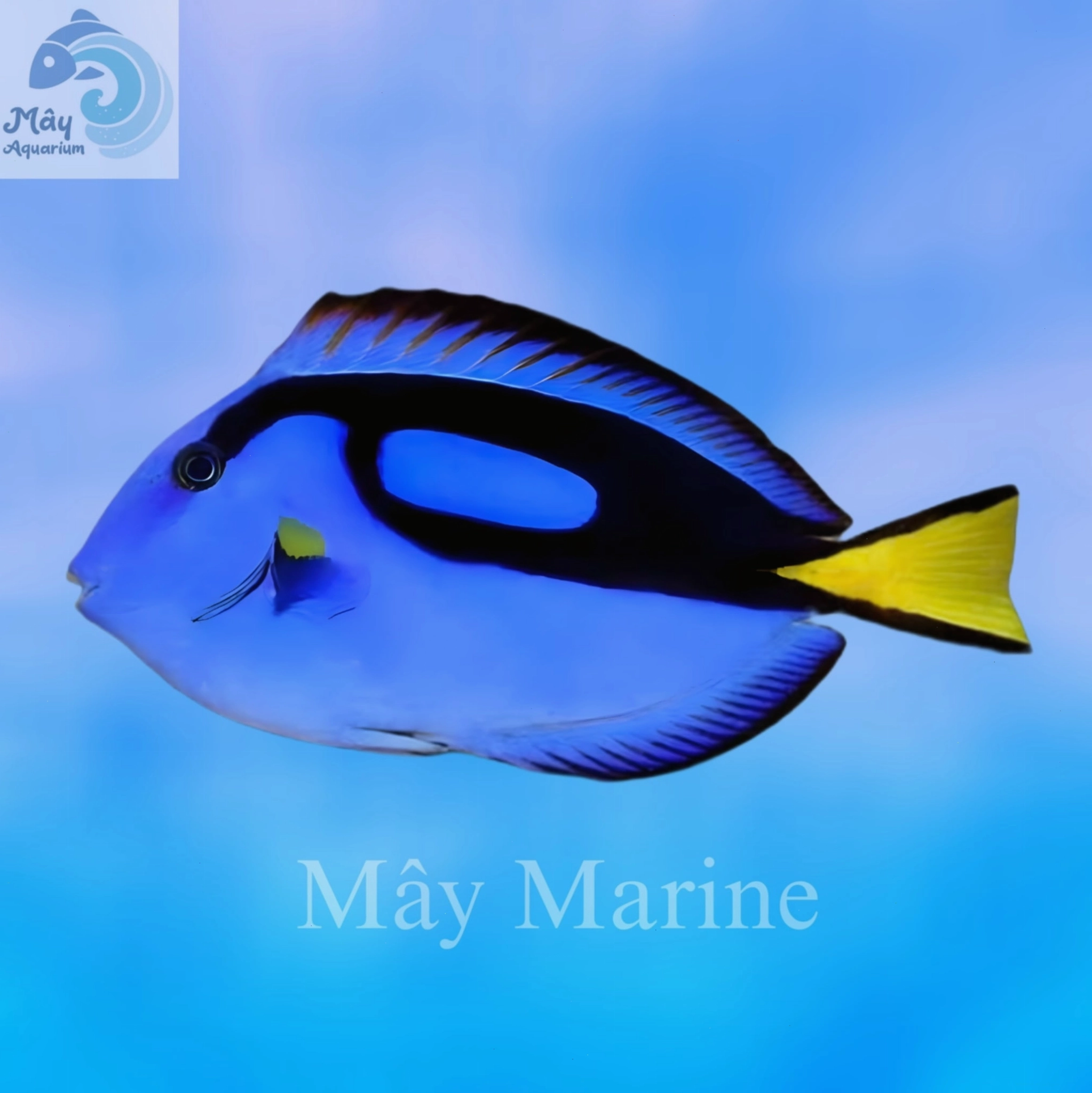 Cá Nẻ Xanh (Blue Tang)