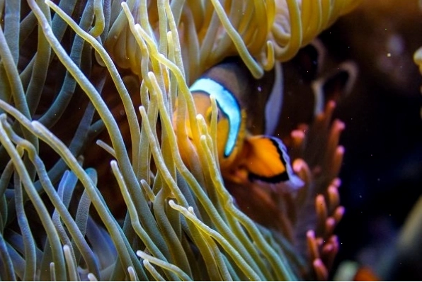 Cá Nemo Picasso với hoa văn bất đối xứng