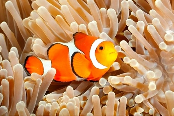 Cá Nemo và hải quỳ tạo nên mối quan hệ cộng sinh đẹp mắt