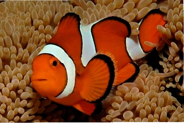 Cá Nemo với màu sắc rực rỡ thu hút ánh nhìn
