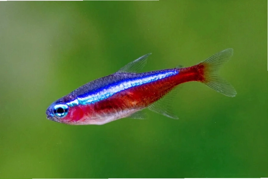 Cá Neon Tetra với sọc xanh neon nổi bật, là một loại cá cảnh mini đẹp cho bể thủy sinh