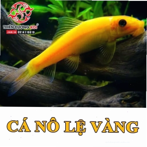 Cá Nô Lệ Vàng với thân hình chắc chắn và miệng giác hút đặc trưng