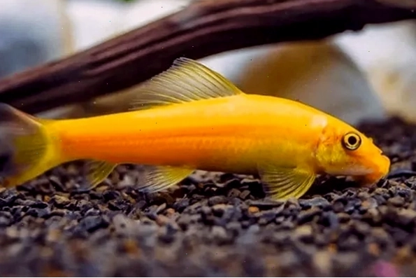 Cá nô lệ vệ sinh lá cây thủy sinh