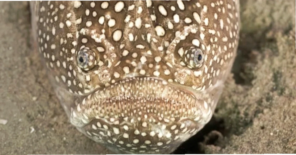 Cá Northern Stargazer nhìn lên từ đáy biển