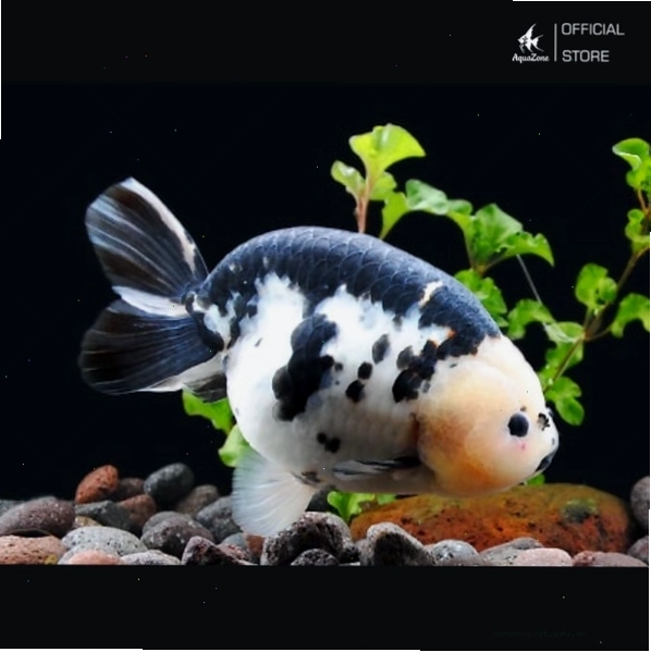 Cá Ranchu bò sữa với mảng màu đen trắng độc đáo