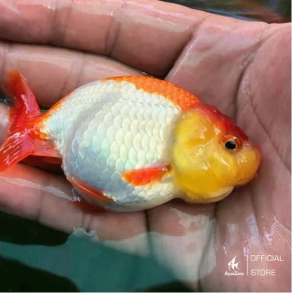 Cá Ranchu đen với thân hình tròn và màu sắc nổi bật